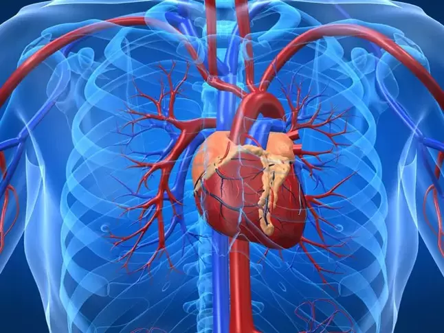 תרגילים מגבירי עוצמה הם התווית נגד למחלות לב